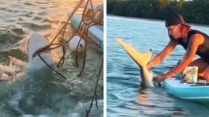 Γενναία γυναίκα σώζει παγιδευμένο καρχαρία με τα χέρια της