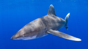 Αυστραλία: Πέθανε ο 12χρονος που είχε δεχθεί επίθεση καρχαρία σε παραλία του Σίδνεϊ