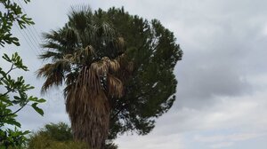 Κίνδυνος θάνατος το ξερό δέντρο (video)