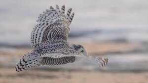 Μια λύση για τους φτερωτούς «εισβολείς» του διεθνές αεροδρομίου της Βοστώνης