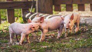 Υγιή ζώα, υγιής άνθρωπος: Ο χρυσός κανόνας των Ευρωπαϊκών Κέντρων Αναφοράς για την Ευζωϊα των Ζώων- Ο ρόλος του Πανεπιστημίου Κρήτης