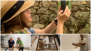 Αμερικάνικος βάτραχος και σαύρα από τη Σικελία: Πώς τα ξενικά και τα εισβλητικά είδη θέτουν σε κίνδυνο τη βιοποικιλότητα της Κρήτης!