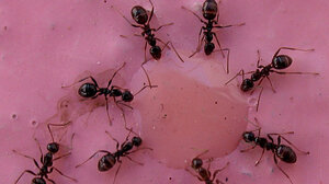 Κένυα: Δικαστήριο καταδίκασε 4 ανθρώπους για λαθρεμπόριο μυρμηγκιών