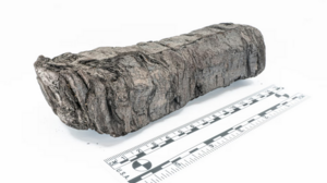 Διάβασαν απανθρακωμένο πάπυρο του Φιλόδημου 2.000 χρόνια μετά την έκρηξη του Βεζούβιου