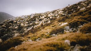 Άμεση ενεργοποίηση της επιτροπής για την ευλογιά των αιγοπροβάτων ζητά ο Σύνδεσμος Ελληνικής Κτηνοτροφίας