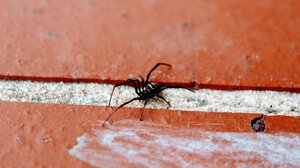 Την τσίμπησε αράχνη «μαύρη χήρα» - Στο νοσοκομείο 65χρονη