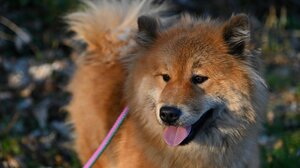 Δράση για τη δωρεάν ηλεκτρονική σήμανση και στείρωση ζώων συντροφιάς στο Δήμο Φαιστού