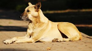 Εκδήλωση στη Βιάννο για τη ζωοφιλία και για τα αδέσποτα ζώα