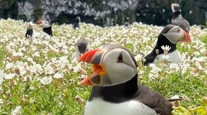 Καταπληκτική αποικία με θαλάσσιους παπαγάλους στην Μεγάλη Βρετανία