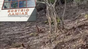 Χασισοφυτεία στις Λιβανάτες: Στη φυλακή ο αστυνομικός και οι 7 συγκατηγορούμενοί του