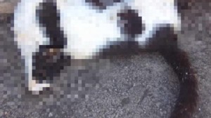 Μετά το δημοσίευμα του Cretalive έφτασε βοήθεια στην Κριτσά, αλλά δεν φτάνει!