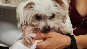 "Βρέθηκε σκυλάκι χτυπημένο από αυτοκίνητο, έξω από τα δικαστήρια"