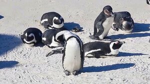 Κινδυνεύουν να εξαφανιστούν οι Αφρικανικοί πιγκουίνοι ως το 2035!