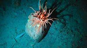 Ολέθριες συνέπειες έχουν οι άγκυρες στο θαλάσσιο οικοσύστημα!