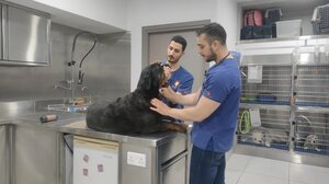 Κάιλ, ο αιμοδότης που έσωσε πολλές σκυλίσιες ζωές!