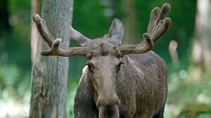 Σουηδία: Η αστυνομία σκότωσε μια άλκη που περιφερόταν στο κέντρο της Στοκχόλμης