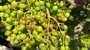 Επιτόπιοι έλεγχοι στα αμπέλια μετά τη χαλαζόπτωση - Στο Cretalive ο Διευθυντής του ΕΛΓΑ