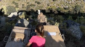 Απελευθερώνουν γύπες στην Πέζα Καλού Χωριού