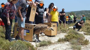 Φαράγγι Αγ. Αντωνίου: Η στιγμή που ένα τεράστιο όρνιο πετάει προς την ελευθερία! Βίντεο και φωτογραφίες