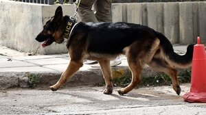 Ο σκύλος «IRIS» εντόπισε τεράστια ποσότητα ναρκωτικών κρυμμένα στα ντουλάπια