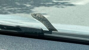 Στιγμές τρόμου για οδηγό στον Βόλο - Φίδι ανέβηκε στο παρμπρίζ