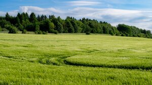 Η κλιματική κρίση μπορεί να πλήξει βασικές καλλιέργειες, προειδοποιεί νέα μελέτη