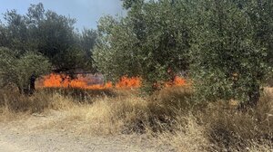 Η φωτιά στον Χάρακα έκαψε πέντε στρέμματα