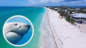 Φλόριδα: Καρχαρίας-ταύρος επιτέθηκε σε κοριτσάκι 9 ετών