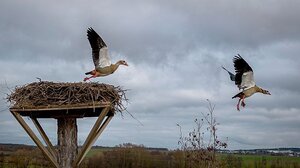 Καμπάνια σωτηρίας των περίφημων λευκών πελαργών της Ρουμανίας