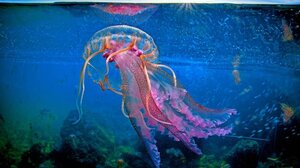 Χάρτης με μωβ μέδουσες: Δείτε σε ποιες παραλίες εντοπίζονται