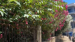 "Ζούγκλα" η αυλή του Πανάνειου: Τα κλαδιά φτάνουν σχεδόν τα μπαλκόνια των κατοικιών