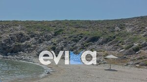 Η θάλασσα ξέβρασε νεκρό δελφινάκι σε παραλία της Εύβοιας