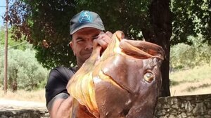 Βόλος: Ψαροντουφεκάς έβγαλε ροφό 27 κιλών