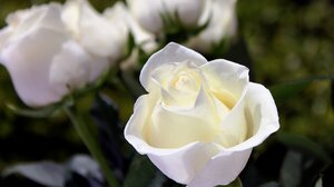 Λασίθι: Τιμούν τους αστυνομικούς που έπεσαν στο καθήκον 