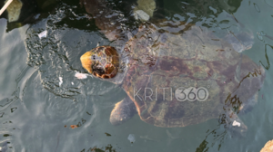  Χελώνα καρέτα-καρέτα μαγνήτισε τα βλέμματα στο Ενετικό Λιμάνι