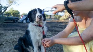 Φωτιά σε Πικέρμι και Σπάτα: Η στιγμή που ένας σκύλος δέχεται φροντίδα και ηρεμεί (βίντεο)
