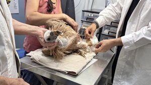 Εξαντλημένοι και αφυδατωμένοι γύπες πέφτουν καθημερινά στις ακτές της Κρήτης