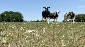 Η ολλανδική γεωργία δοκιμάζει τους πράσινους στόχους της ΕΕ
