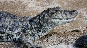 Μεξικό: Ο δήμαρχος μίας πόλης παντρεύτηκε έναν θηλυκό αλιγάτορα!