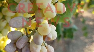 Άρχισαν οι δηλώσεις ζημιάς μετά τον καύσωνα, αλλά... χωρίς αμπέλια!