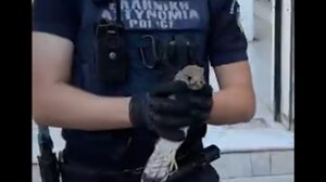 Αστυνομικός βρήκε και έσωσε τραυματισμένο γεράκι - Βίντεο