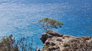 Φωτιά στην Ιεράπετρα: Η φύση στέλνει μήνυμα ελπίδας και αισιοδοξίας