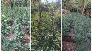 Χασισοφυτεία Άνω Βαλσαμόνερο: Συνελήφθησαν πατέρας & γιος για τα εκατοντάδες δενδρύλλια