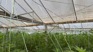 Φυτεία κάνναβης με εκατοντάδες δενδρύλλια σε... θερμοκήπιο - Δείτε βίντεο 