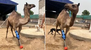 Κακοποιημένη καμήλα ξαναπερπάτησε χάρη σε τεχνητό μέλος - Δείτε βίντεο