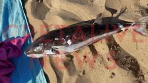 Απολάμβαναν το μπάνιο τους στον Καρτερό και η θάλασσα ξέβρασε ένα λαγόψαρο!