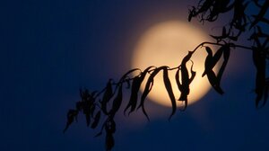 Πανσέληνος Ιουλίου: Τα 4 ζώδια που βρίσκουν τη δύναμή τους με το «Φεγγάρι του ελαφιού» 