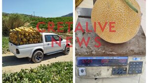 Πεπόνια για ρεκόρ... Γκίνες στο Ηράκλειο!