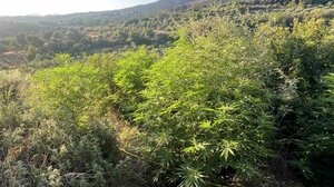 Ρέθυμνο: Εντοπίστηκαν 19 φυτείες δενδρυλλίων κάνναβης, συνελήφθη ένα άτομο - Είχε και καραμπίνες!