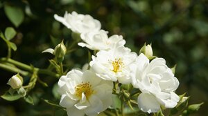 Εκεί που ανθίζουν λευκά τριαντάφυλλα…